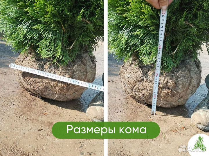 Туя Смарагд