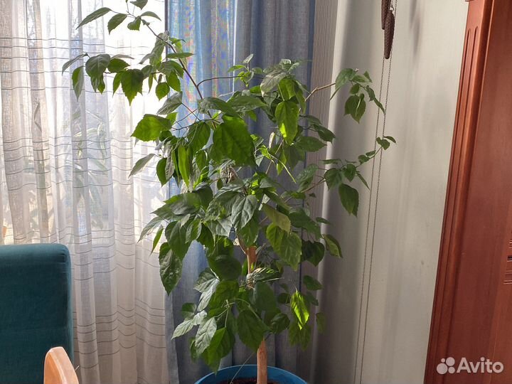 Гибискус китайская роза