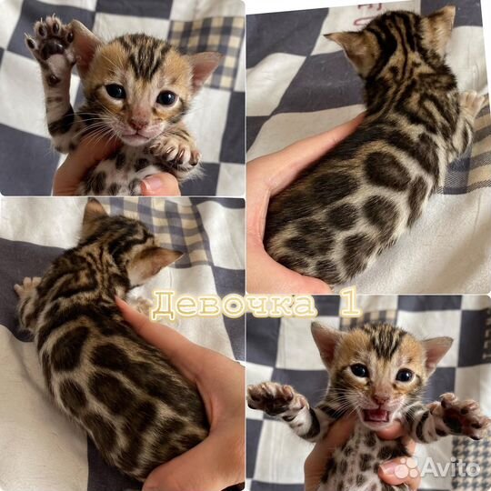 Бенгальские клубные котята с документами