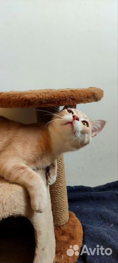 Подросток из приюта.Кастрирован.Доставка.Обработан