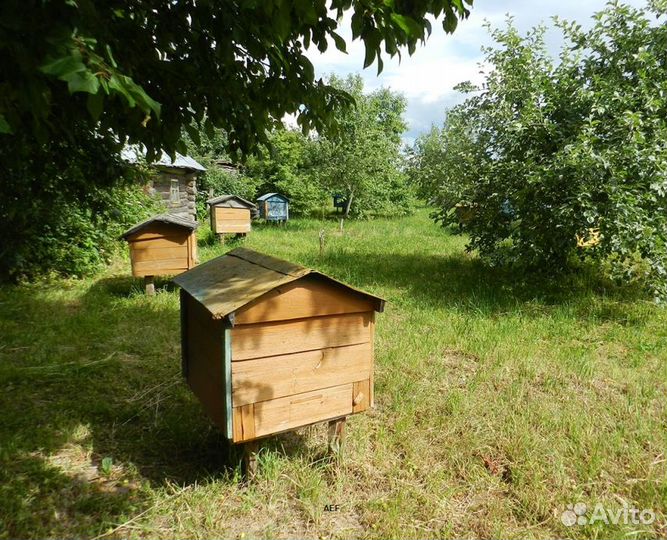 2024 Мед натуральный из Алтая оптом