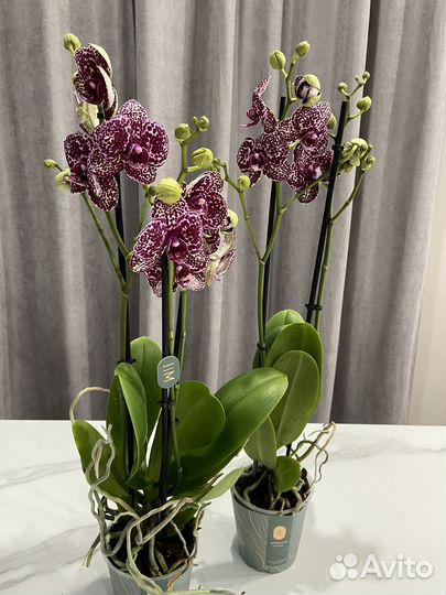 Орхидея фаленопсис доставка бесплатно