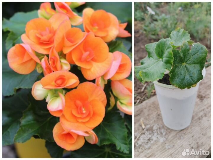 Черенки бегоний элатиор