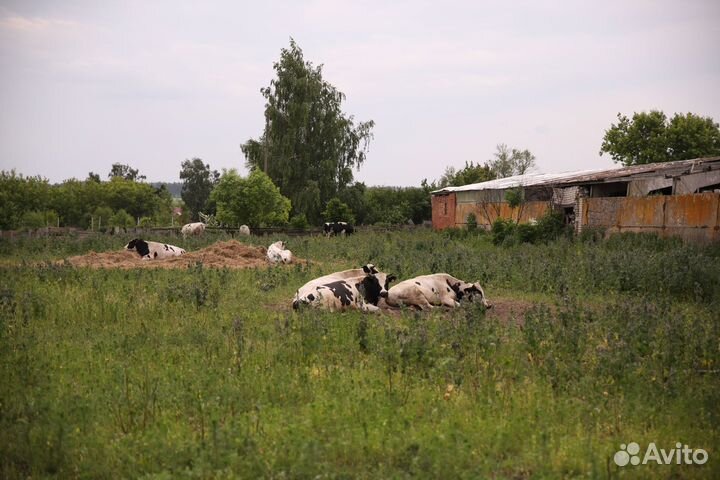 Продам бычков