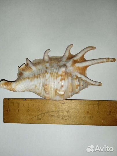 Ракушка в аквариум