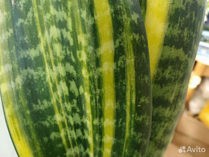 Сансевиерия Futura var