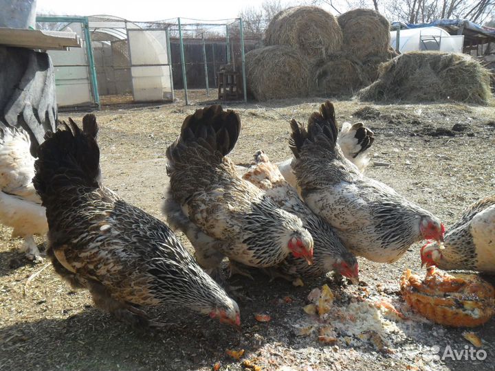 Цветные куры 1год,цыплята