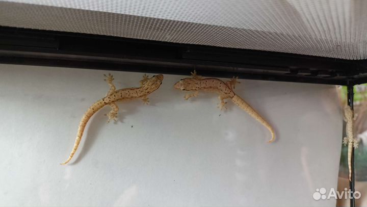 Гекконы