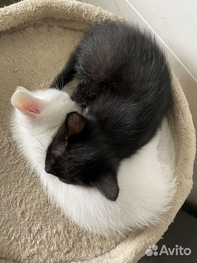 Котята белые и черные