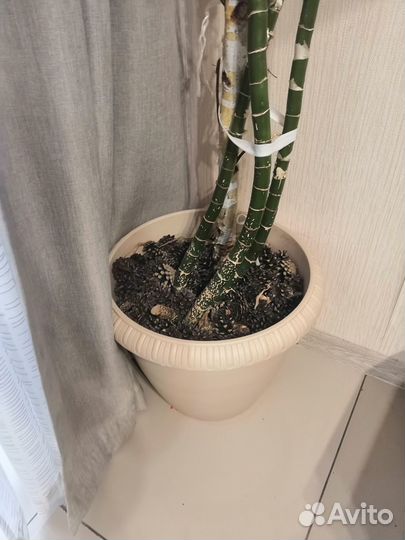 Диффенбахия, комнатное растение 2м высотой