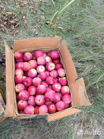 Яблоки флорина