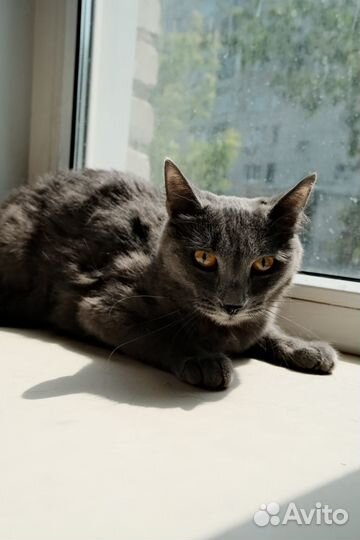 Серая кошечка