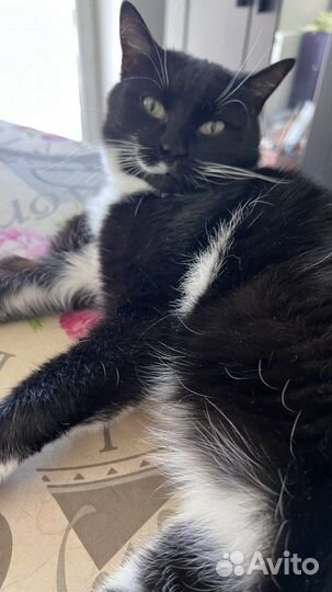 Взрослая кошка