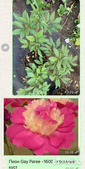 Петуния кустовая 50р -опт от 100шт