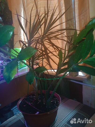 Драцена+замиокулькас