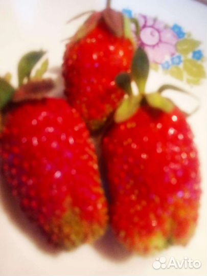 Клубника рассада