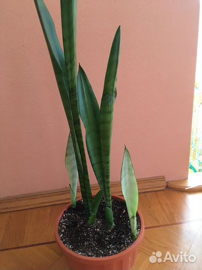 Сансевиерии разные