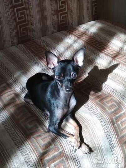 Вязка той терьера