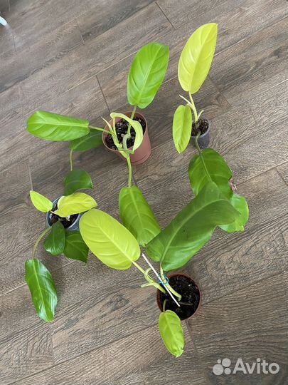 Филодендрон малай голд