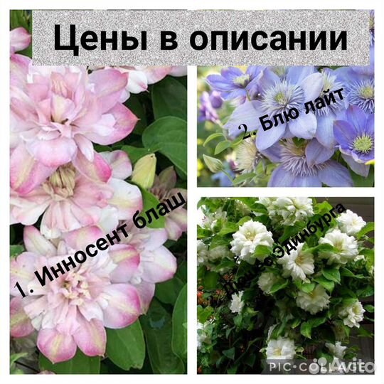 Клематис 1.5-2 года (цены и сорта в описании)