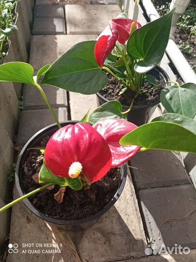 Комнатные растения цветы