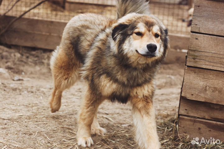 Собачка Нюша