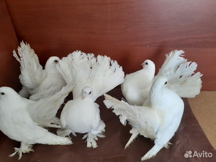 Продажа статных голубей