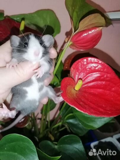 Крыса дамбо мальчики блейзы, крысята