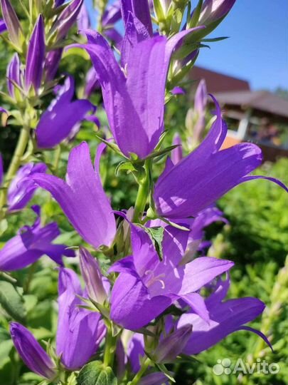 Многолетние цветы для сада