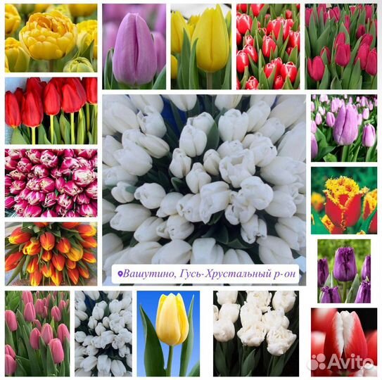 Тюльпаны к 8 марта