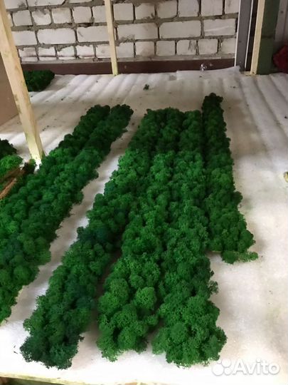 Мох стабилизированный оптом и в розницу