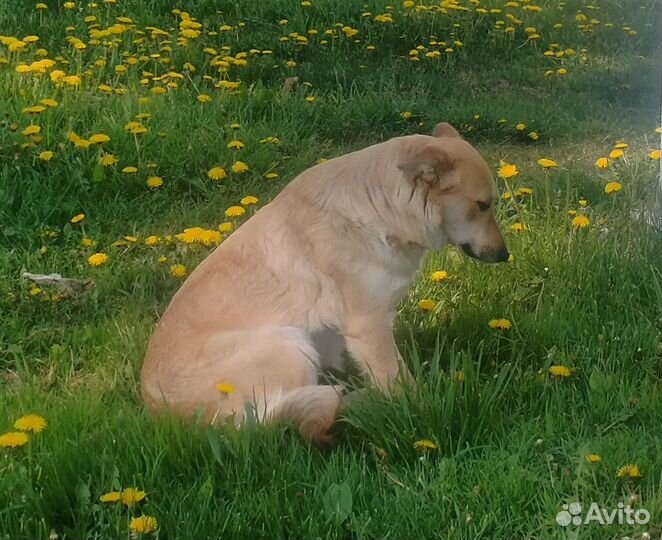 Собака в добрые руки