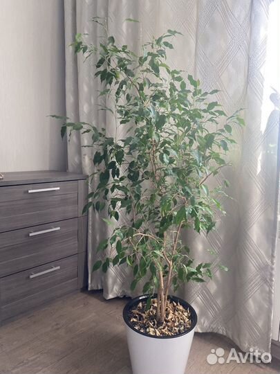 Фикус бенджамина