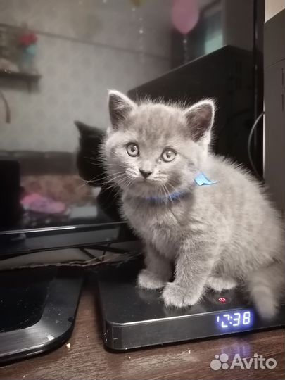 Британские котята