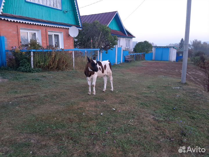 Теленок (девочка)