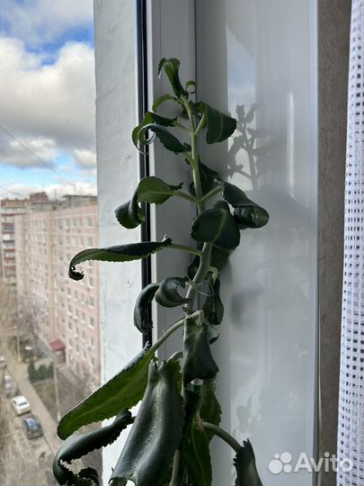 Лечебный калонхое