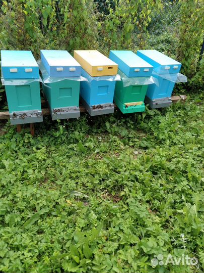 Пчелопакеты бакфаст