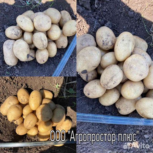 Картофель Аризона