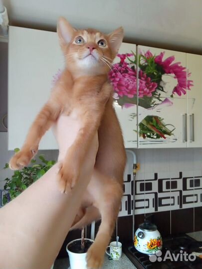 Абиссинская