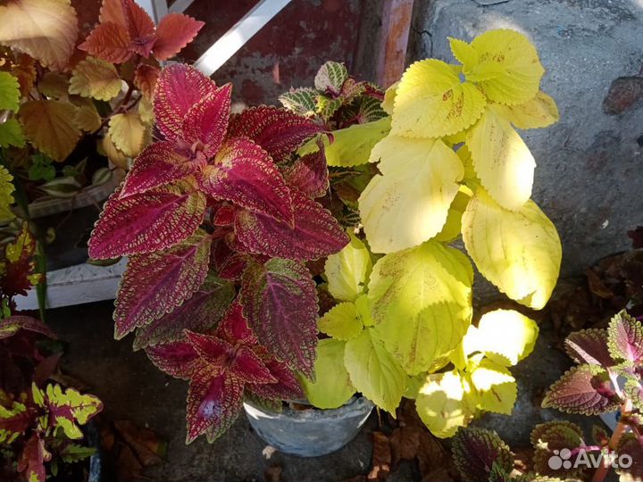 Колеусы вегетативные