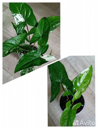 Сингониумы