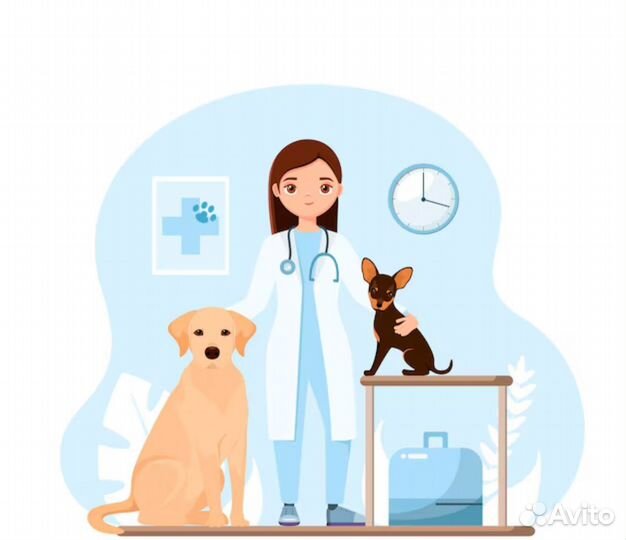 Консультация ветеринарного врача