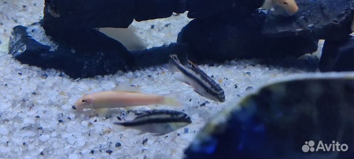 Рыбки цихлиды