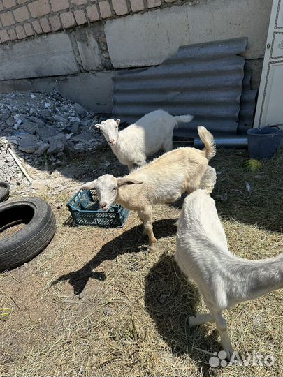 Нубийские козы