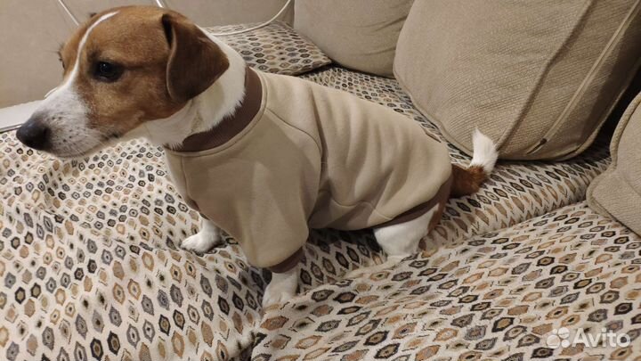 Худи для собаки Джек Рассел терьер