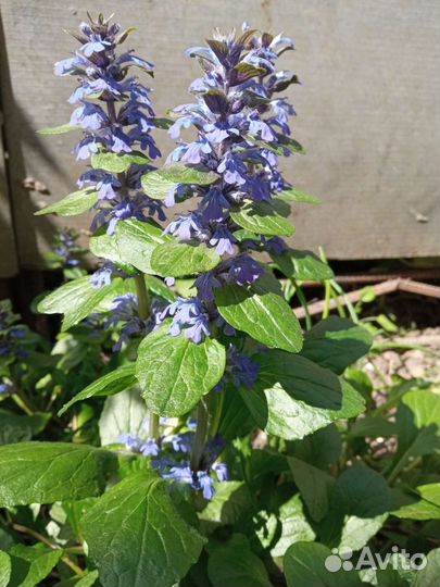 Почвопокровники цветущие