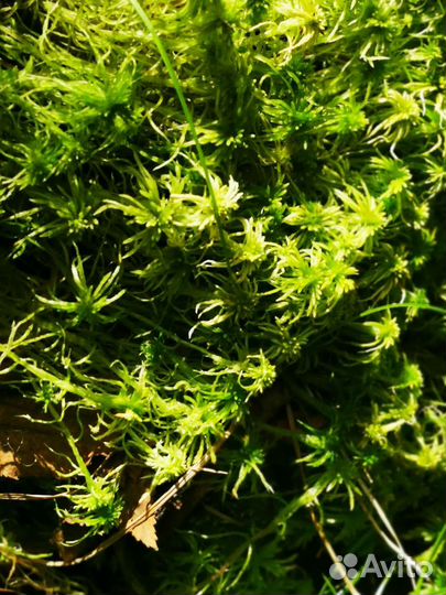 Мох сфагнум живой