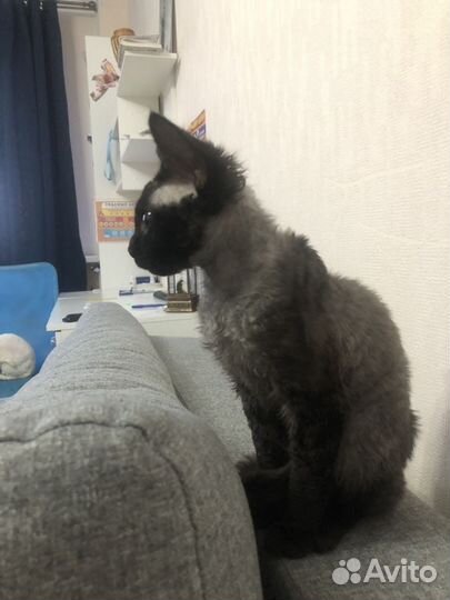 Котята девон рекс