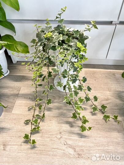 Комнатные растения цветы плющ