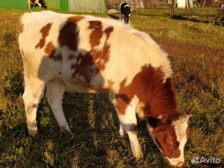 Телочка 8 месяцев